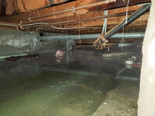 Best Water damage cleanup near me  in Mcewen, TN