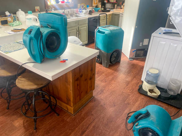 Best Mold removal after water damage  in Mcewen, TN