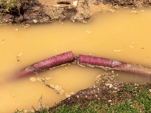 Best Local water damage restoration  in Mcewen, TN
